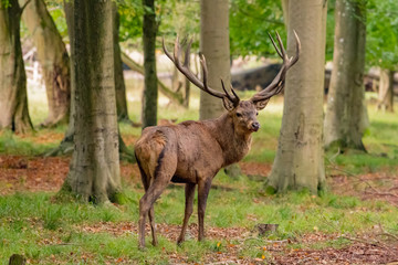 Red Deer Stags (Cervus elaphus) 