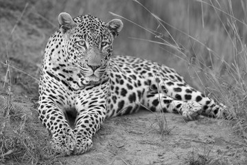 Fototapeta premium Leopard lay down in at dusk to rest and relax in artistic conversion