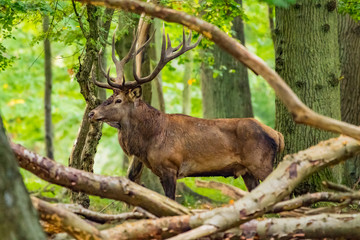 Red Deer Stags (Cervus elaphus) 