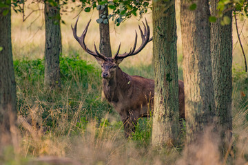 Red Deer Stags (Cervus elaphus) 