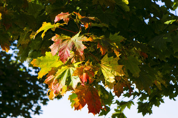 Maple (Genus Acer) at autumn - leaves in the surrounding countryside of Berlin, Germany