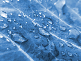 Large transparent water droplets on cabbage leaf. Toned