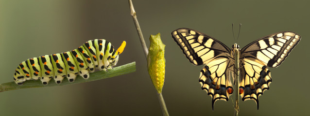 Transformation des gemeinsamen Machaon-Schmetterlings, der aus einem isolierten Kokon hervorgeht