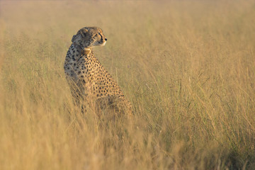 Female cheetah sitting in brown grass in the early morning sun
