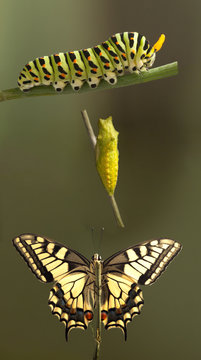 Transformation of common machaon butterfly emerging from cocoon isolated