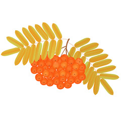 Bunch of rowan berries with yellowed leaves.