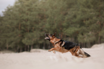 Dog German shepherd on the shore of the sea