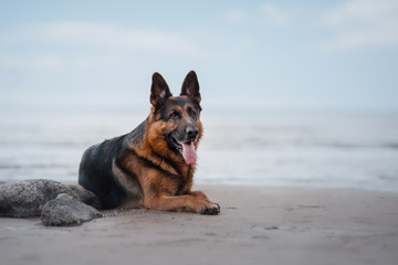 Dog German shepherd on the shore of the sea