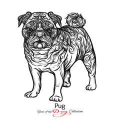 Pug. Black and white graphic drawing of a dog. 