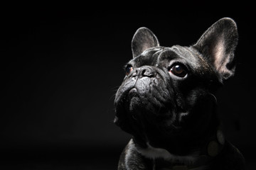 French bulldog with plain background