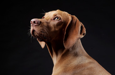 Hungarian hunter dog in studio © Andrei