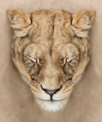 Calm lioness
