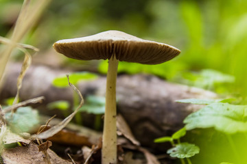 Mushrooms in autumn forest