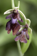Fliegen-Ragwurz (Ophrys insectifera) - 175113206
