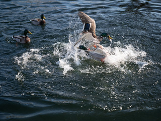 Obraz premium Duck Fight