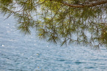 ветки сосны на фоне моря  © lufotolab