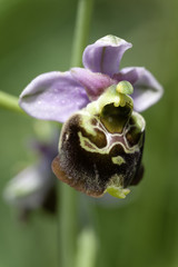 Gewöhnliche Hummel-Ragwurz (Ophrys holosericea) - 175113473