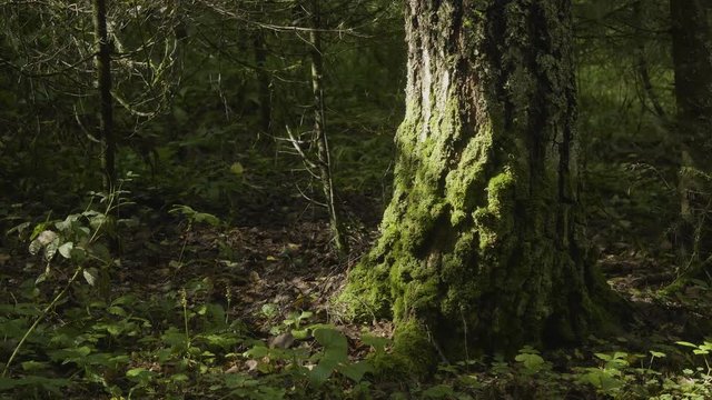 Old trees with lichen and moss in forest. Forest trees nature green wood. Moss on the tree in the forest
