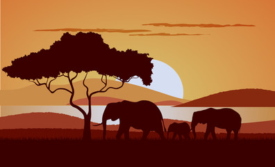 Fototapeta na wymiar Sunset in the savanna a vector illustration.