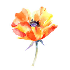 Wildflower poppy flower in a watercolor style isolated. Full name of the plant: poppy . Aquarelle wild flower for background, texture, wrapper pattern, frame or border.