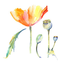 Wildflower poppy flower in a watercolor style isolated. Full name of the plant: poppy . Aquarelle wild flower for background, texture, wrapper pattern, frame or border.