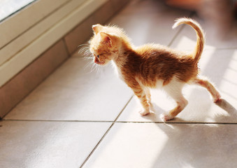 red kitten cat indoots