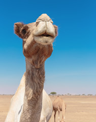 camels in the desert