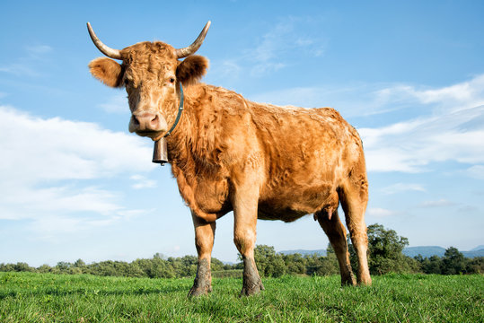 Brown cow in the countryside