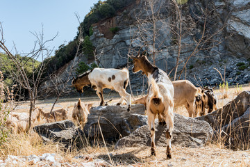 Goats above the wall come out of the enclosure