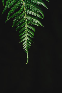 single fern frond against dark background