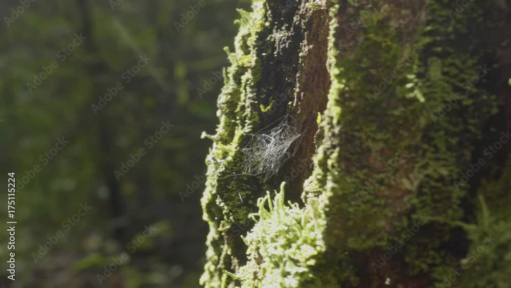 Poster large spiderweb. spider web close-up. the big cobweb close-up with the branch in it, shining under t