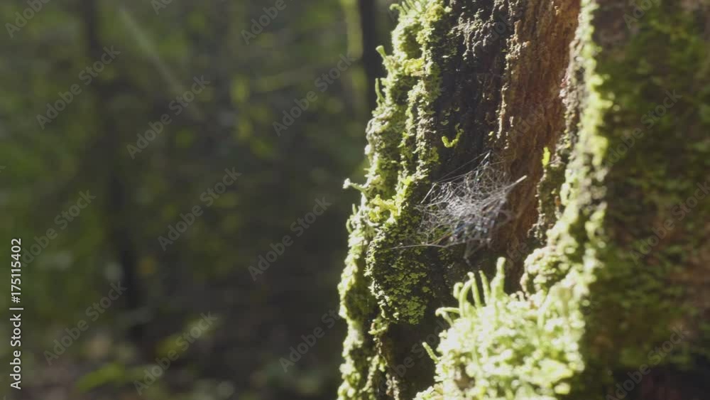 Poster large spiderweb. spider web close-up. the big cobweb close-up with the branch in it, shining under t