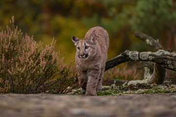 Cougar(Puma concolor)