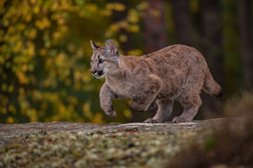 Cougar(Puma concolor)
