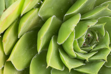 Green leaves texture background macro, Green plant in the garden close up relaxation concept 