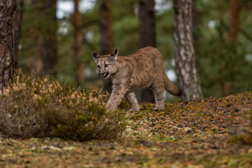 Cougar(Puma concolor)