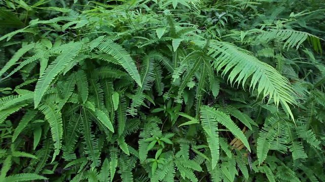 Tropical rainforest - green fern; Guangdong province, China; tilt up, steadicam handheld footage 