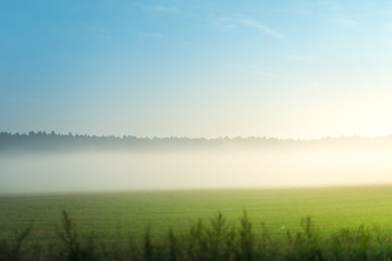 Fototapeta premium morning fog on the summer field