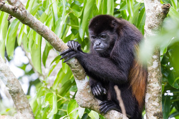 howler monkey in Costa Rica