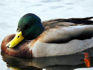 kaczka w stawie © piotr