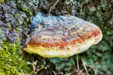 mushroom on the tree