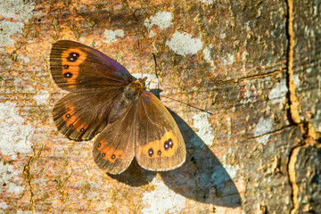 Naklejka premium butterfly