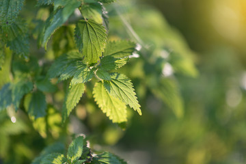The stems of nettle in the sun