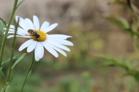 Bienchen und Bl&uuml;mchen