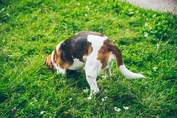 beagle dog playing outsside