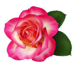 Realistic pink rose, Queen of beauty.