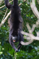 howler monkey in Costa Rica