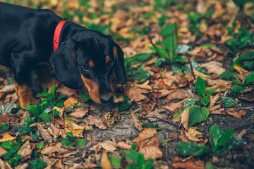 Little black dachshund on autumn garden with leaves