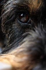 Close up dog eye