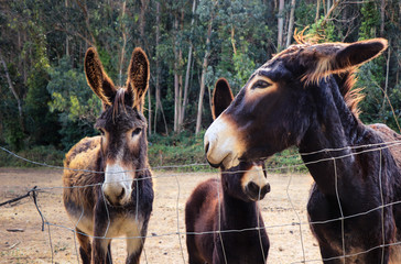 donkeys in the field